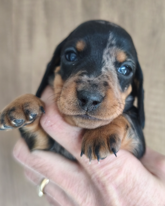 Bassotto cuccioli pedigree Enci