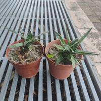 pianta grassa da esterno 