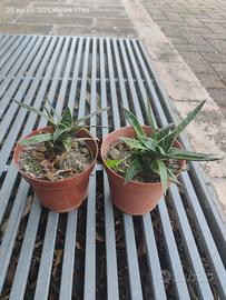 pianta grassa da esterno 