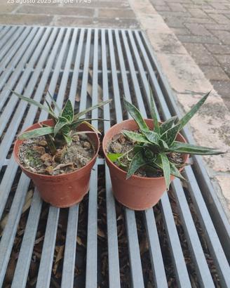 pianta grassa da esterno 