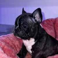 Buldog francese cucciolo