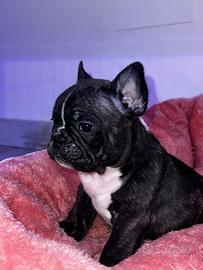 Buldog francese cucciolo
