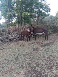 Cavallo