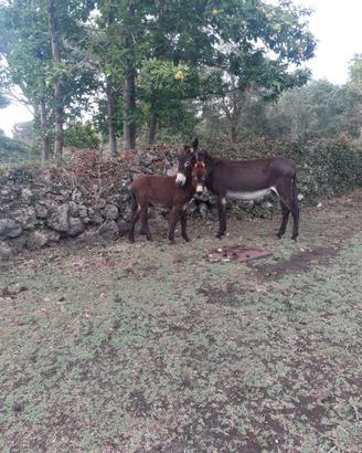 Cavallo