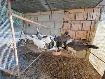 Pavoni bianchi e incrocio arlecchino nigripennis