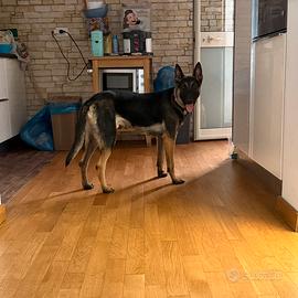 Pastore belga malinois