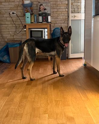 Pastore belga malinois