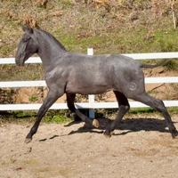 Cavallo spagnolo pre