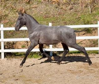 Cavallo spagnolo pre