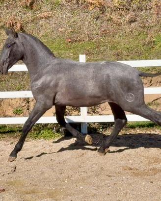 Cavallo spagnolo pre