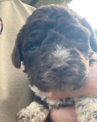 Lagotto Romagnolo