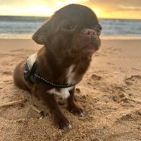 Chihuahua chocolate per monta