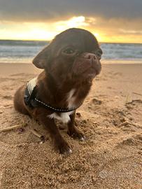 Chihuahua chocolate per monta