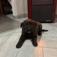 Cucciolo meticcio