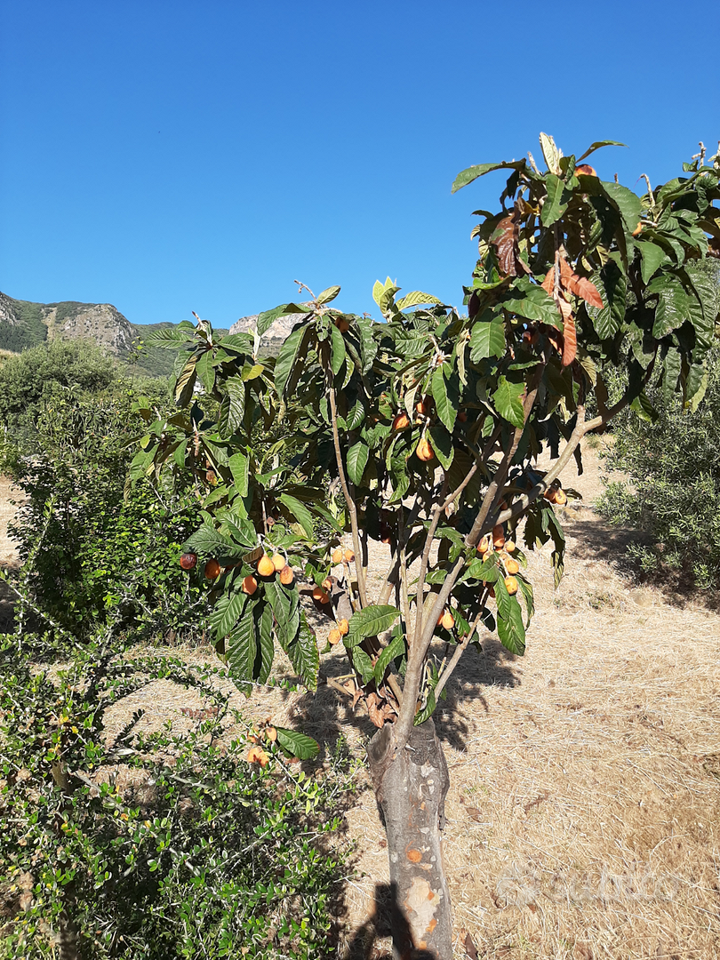 Terreno Agricolo - Vista 4