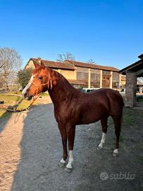 Monta stallone quarter