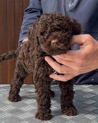 Cuccioli Lagotto Romagnolo