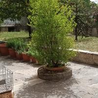 Alberello melograno per giardino 