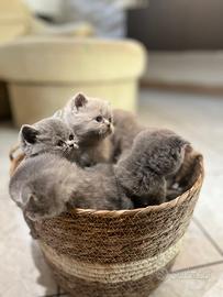 Gattino Scottish Fold / Straight