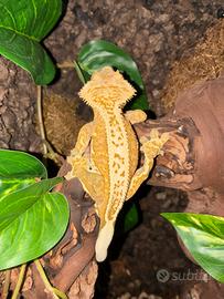 Geco ciliatus
