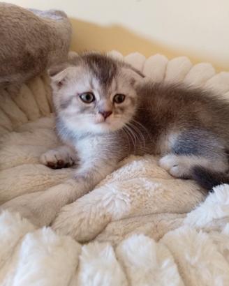 I Cuccioli di Scottish