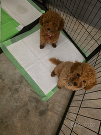 2 cuccioli di barboncini toy red