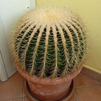 Cuscino della suocera