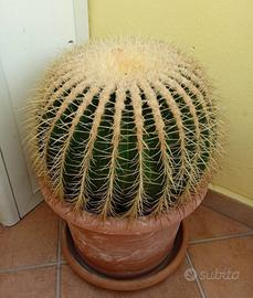 Cuscino della suocera