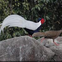 Fagiani dorato rosso o fagiano argentato