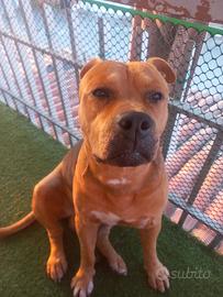 Pitbull Terrier