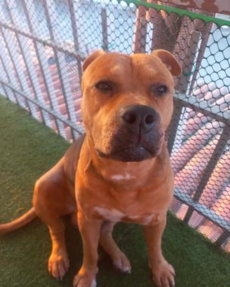 Pitbull Terrier