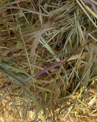 balloni di fieno ed erba medica 