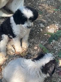 Lagotto