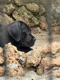 Cuccioli cane corso