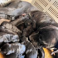Cuccioli cane corso