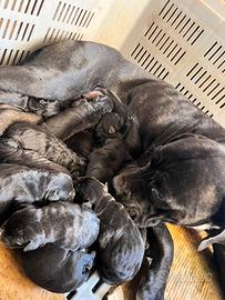Cuccioli cane corso