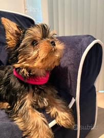 Cuccioli Yorkshire