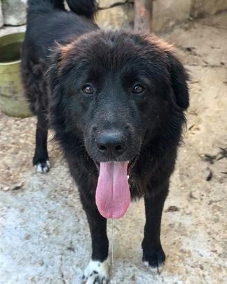 Mamma mi adotti? Leone cane in adozione