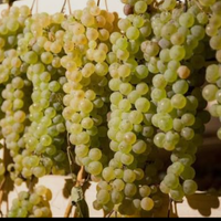Vinsanto