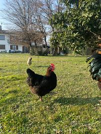 Pulcini marans