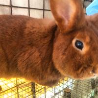 Conigli Rossi di NuovaZelanda