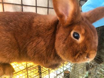 Conigli Rossi di NuovaZelanda