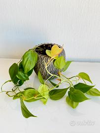 Philodendron Lemon Lime