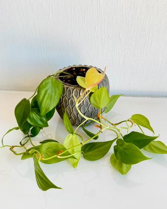 Philodendron Lemon Lime