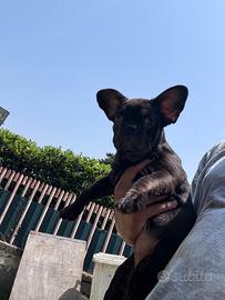Bulldog francese