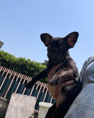 Bulldog francese
