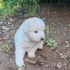Cuccioli Pastore maremmano abruzzese