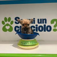 Chorkie teacup da Chiuhuahua e Yorkshire