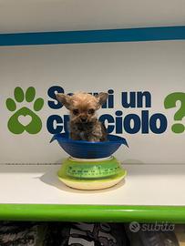 Chorkie teacup da Chiuhuahua e Yorkshire