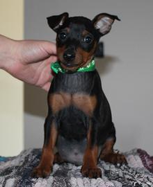 Pinscher nano